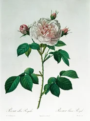 Rosa Alba Regalis, graverad av Bessin